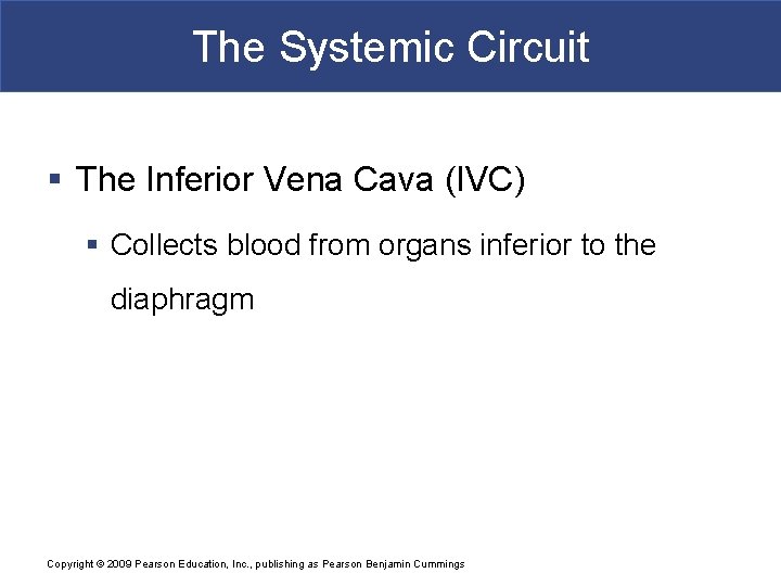 The Systemic Circuit § The Inferior Vena Cava (IVC) § Collects blood from organs
