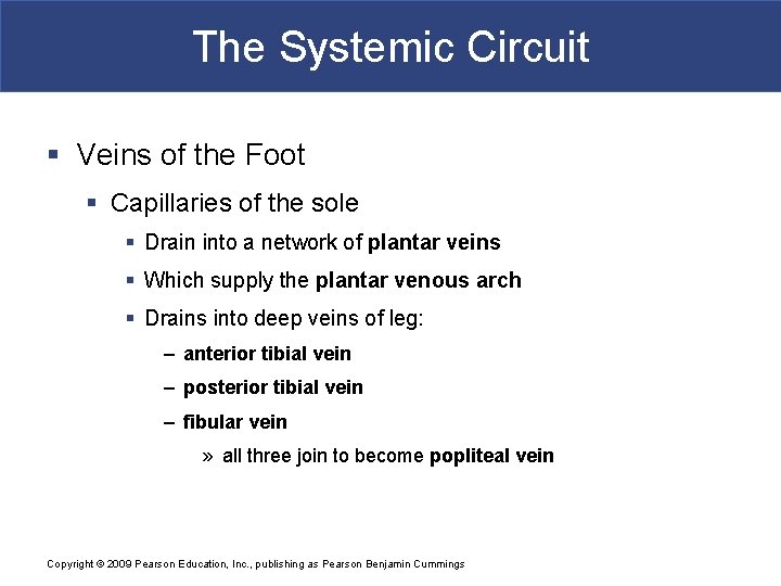 The Systemic Circuit § Veins of the Foot § Capillaries of the sole §
