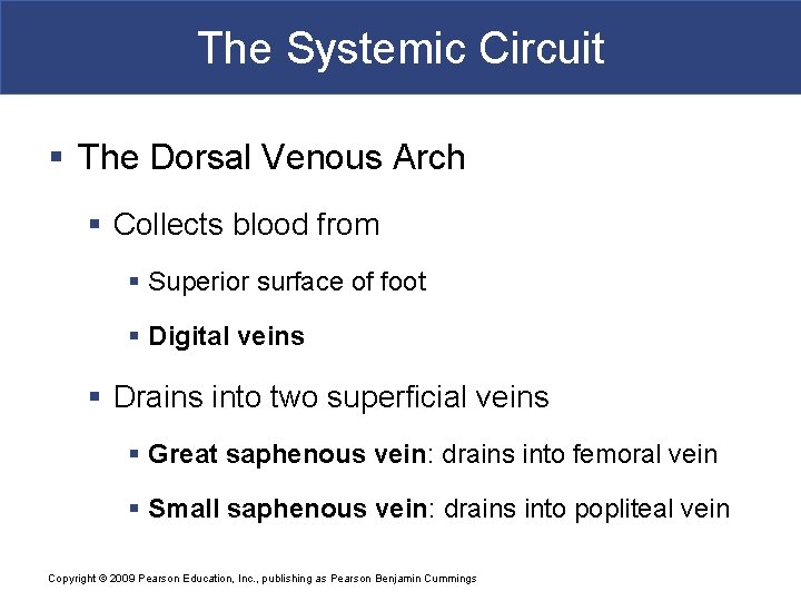 The Systemic Circuit § The Dorsal Venous Arch § Collects blood from § Superior