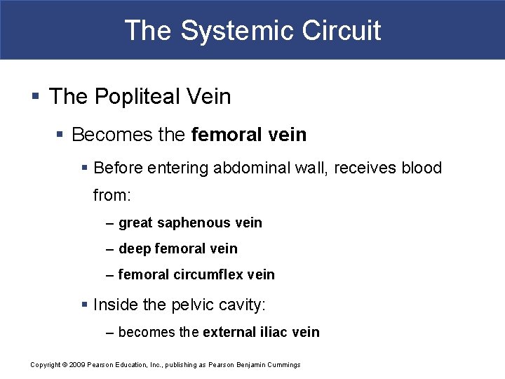 The Systemic Circuit § The Popliteal Vein § Becomes the femoral vein § Before