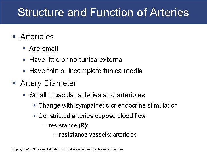 Structure and Function of Arteries § Arterioles § Are small § Have little or