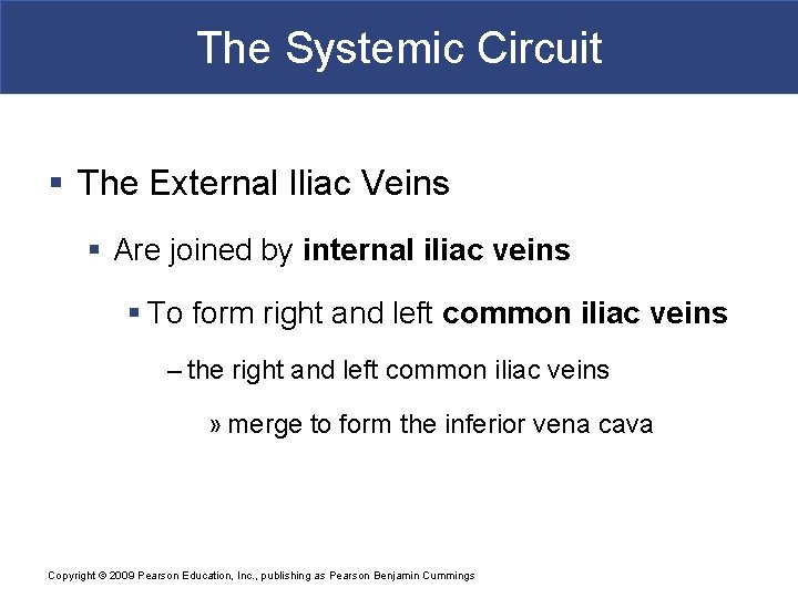The Systemic Circuit § The External Iliac Veins § Are joined by internal iliac
