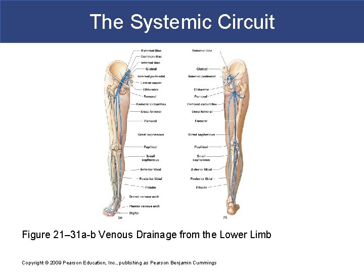 The Systemic Circuit Figure 21– 31 a-b Venous Drainage from the Lower Limb Copyright