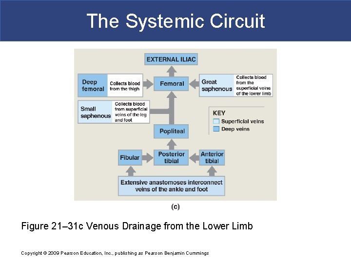 The Systemic Circuit Figure 21– 31 c Venous Drainage from the Lower Limb Copyright