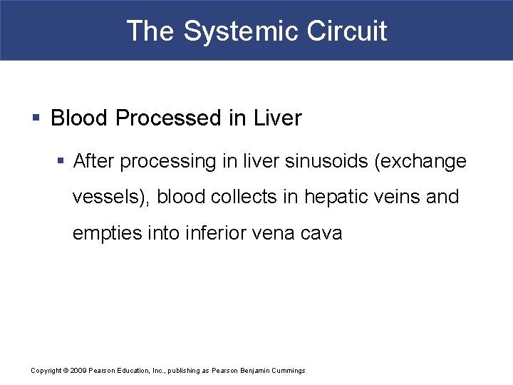 The Systemic Circuit § Blood Processed in Liver § After processing in liver sinusoids