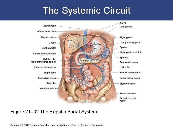 The Systemic Circuit Figure 21– 32 The Hepatic Portal System. Copyright © 2009 Pearson
