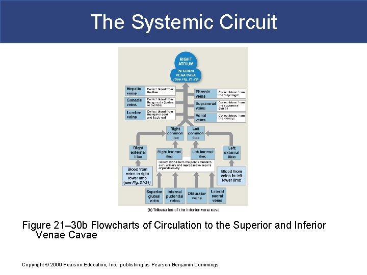 The Systemic Circuit Figure 21– 30 b Flowcharts of Circulation to the Superior and