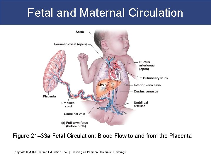 Fetal and Maternal Circulation Figure 21– 33 a Fetal Circulation: Blood Flow to and