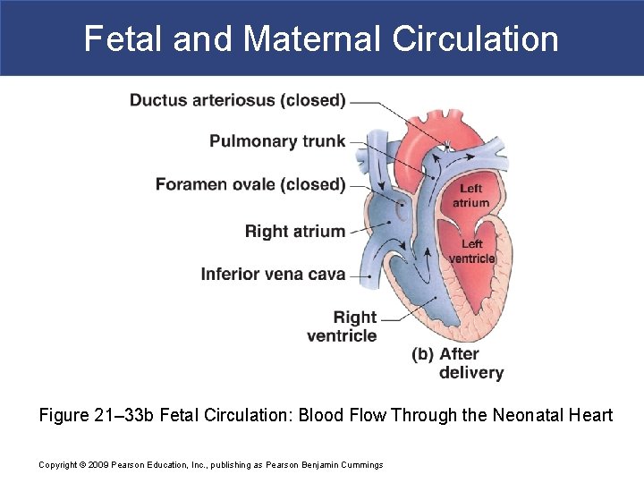 Fetal and Maternal Circulation Figure 21– 33 b Fetal Circulation: Blood Flow Through the