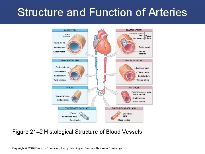 Structure and Function of Arteries Figure 21– 2 Histological Structure of Blood Vessels Copyright