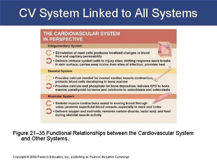 CV System Linked to All Systems Figure 21– 35 Functional Relationships between the Cardiovascular