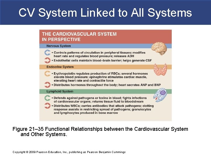 CV System Linked to All Systems Figure 21– 35 Functional Relationships between the Cardiovascular