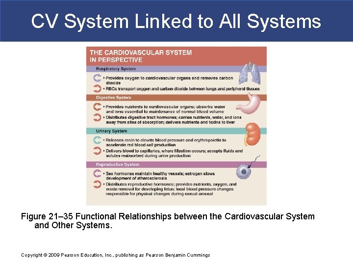 CV System Linked to All Systems Figure 21– 35 Functional Relationships between the Cardiovascular