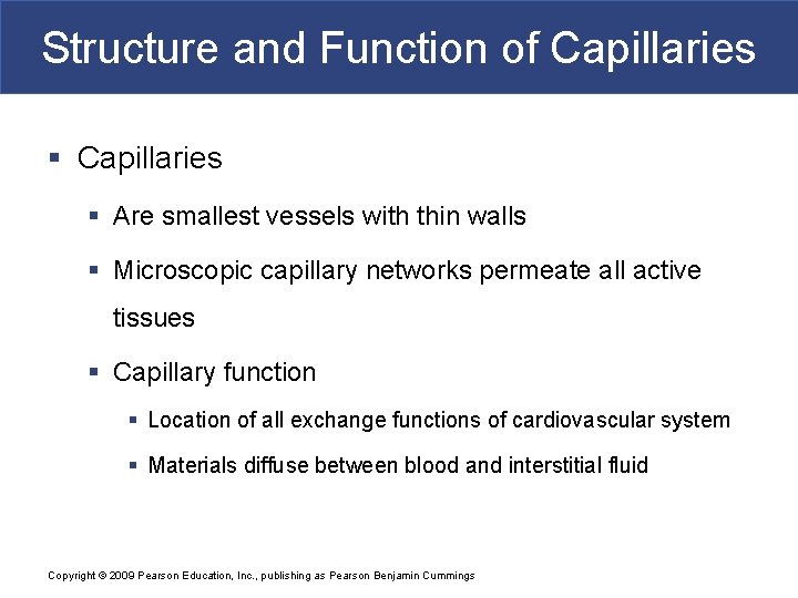 Structure and Function of Capillaries § Are smallest vessels with thin walls § Microscopic