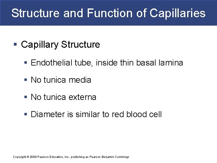 Structure and Function of Capillaries § Capillary Structure § Endothelial tube, inside thin basal