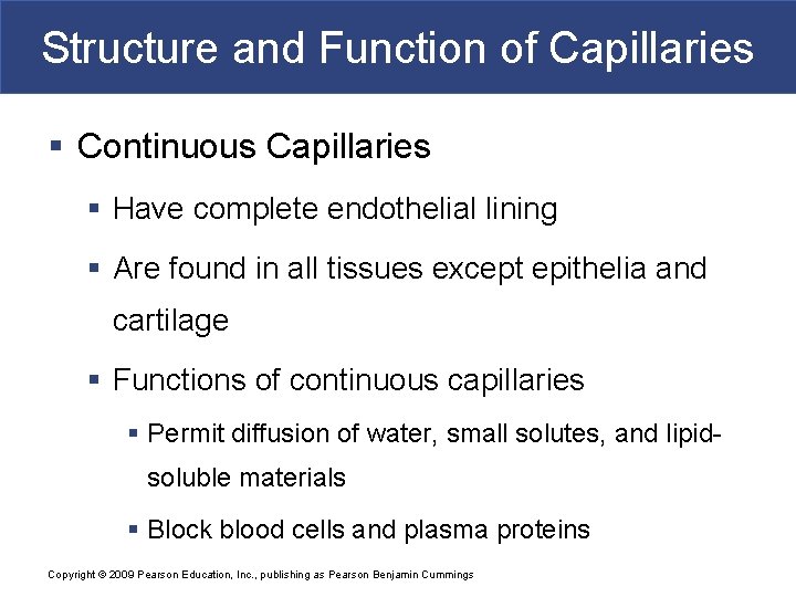 Structure and Function of Capillaries § Continuous Capillaries § Have complete endothelial lining §