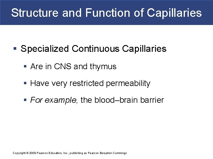 Structure and Function of Capillaries § Specialized Continuous Capillaries § Are in CNS and