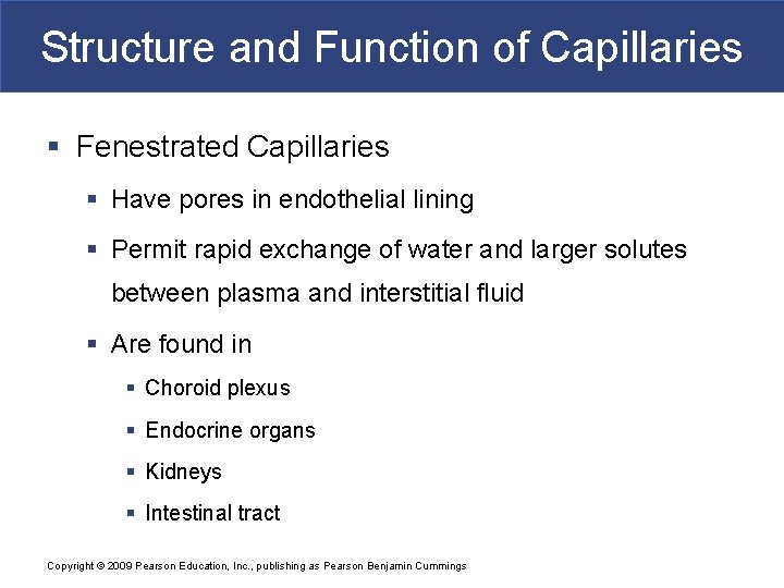 Structure and Function of Capillaries § Fenestrated Capillaries § Have pores in endothelial lining