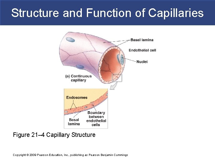 Structure and Function of Capillaries Figure 21– 4 Capillary Structure Copyright © 2009 Pearson