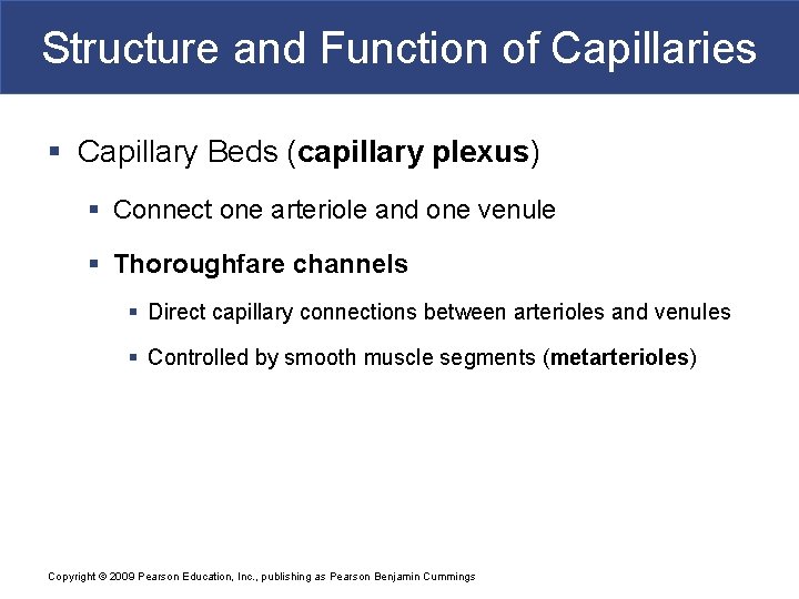 Structure and Function of Capillaries § Capillary Beds (capillary plexus) § Connect one arteriole