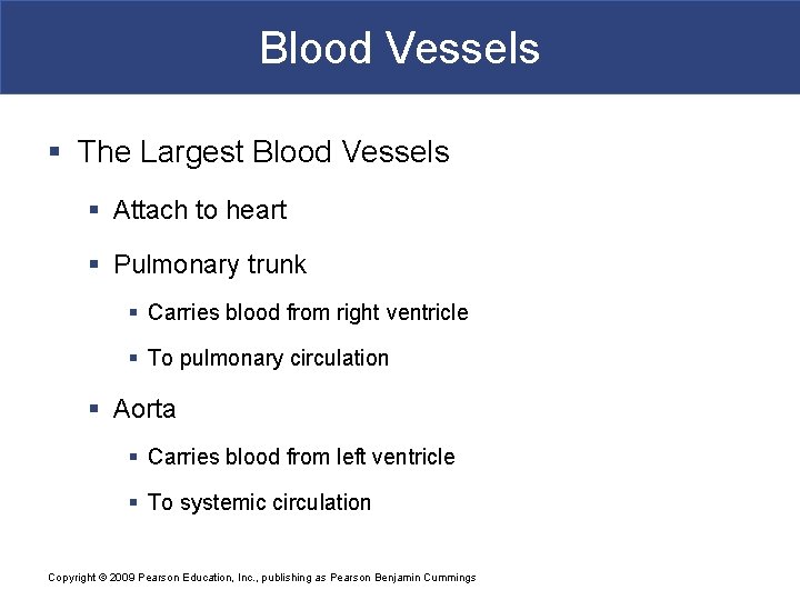 Blood Vessels § The Largest Blood Vessels § Attach to heart § Pulmonary trunk