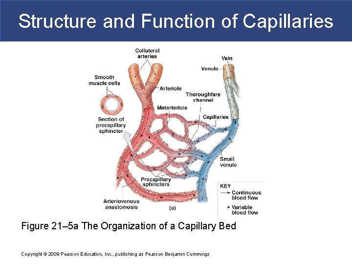 Structure and Function of Capillaries Figure 21– 5 a The Organization of a Capillary