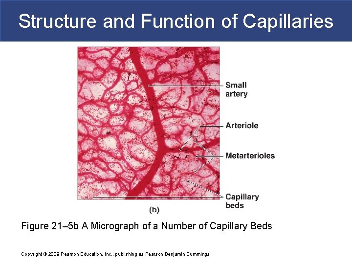 Structure and Function of Capillaries Figure 21– 5 b A Micrograph of a Number