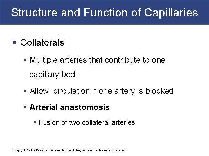 Structure and Function of Capillaries § Collaterals § Multiple arteries that contribute to one