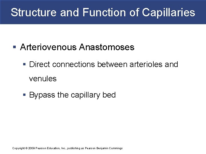 Structure and Function of Capillaries § Arteriovenous Anastomoses § Direct connections between arterioles and