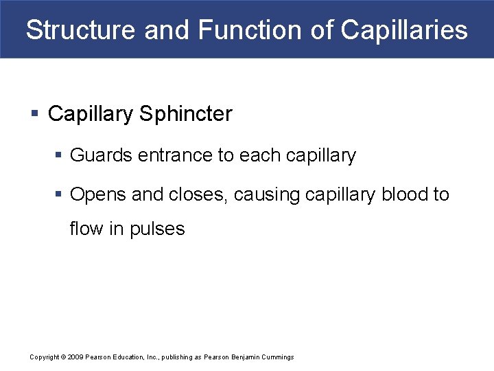 Structure and Function of Capillaries § Capillary Sphincter § Guards entrance to each capillary