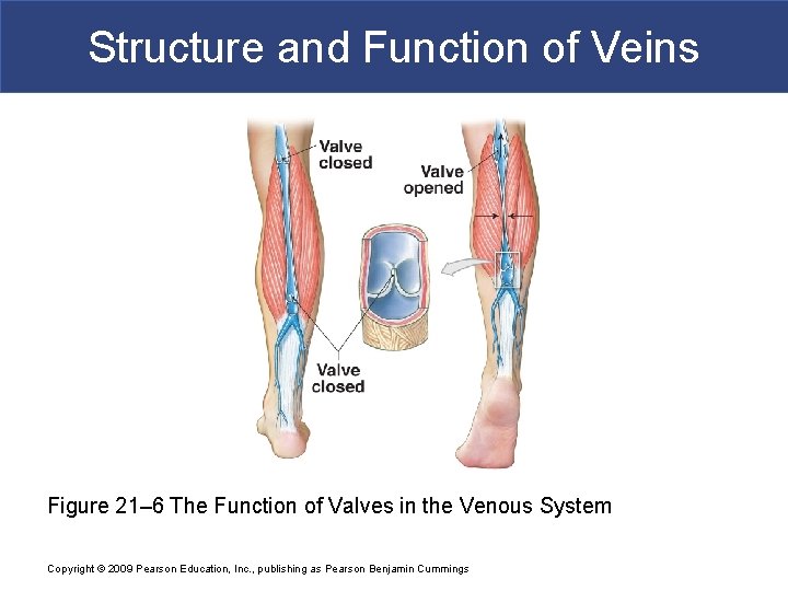 Structure and Function of Veins Figure 21– 6 The Function of Valves in the