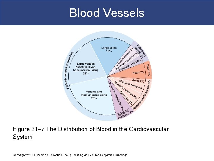 Blood Vessels Figure 21– 7 The Distribution of Blood in the Cardiovascular System Copyright