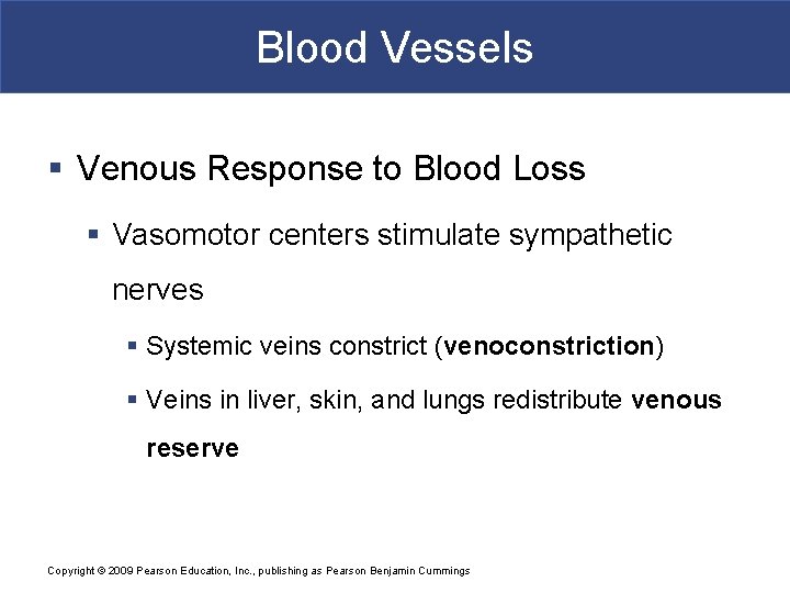 Blood Vessels § Venous Response to Blood Loss § Vasomotor centers stimulate sympathetic nerves