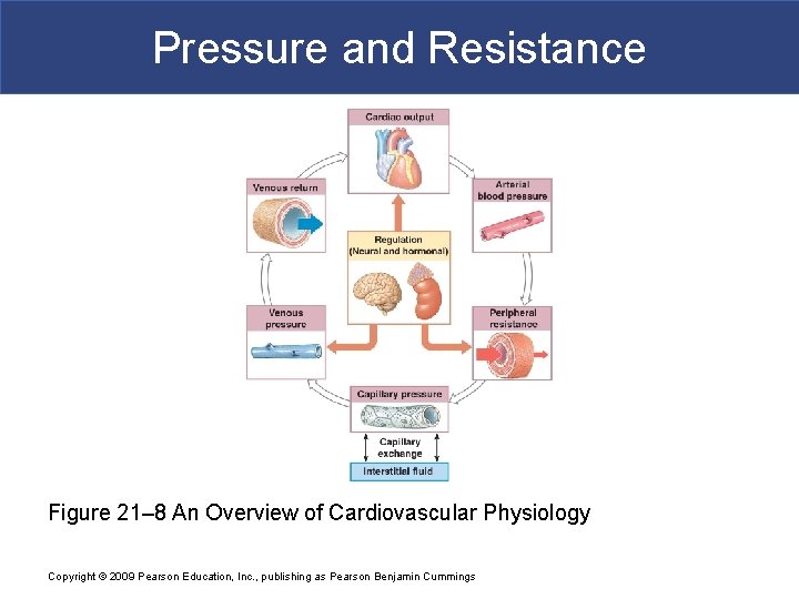 Pressure and Resistance Figure 21– 8 An Overview of Cardiovascular Physiology Copyright © 2009