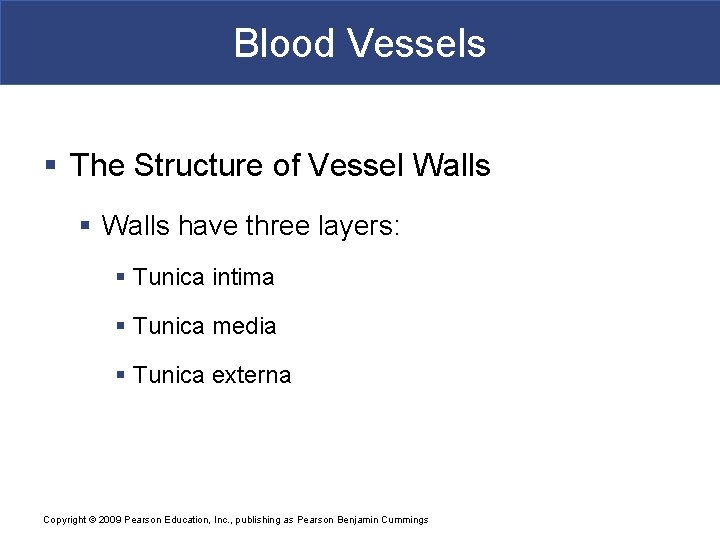 Blood Vessels § The Structure of Vessel Walls § Walls have three layers: §