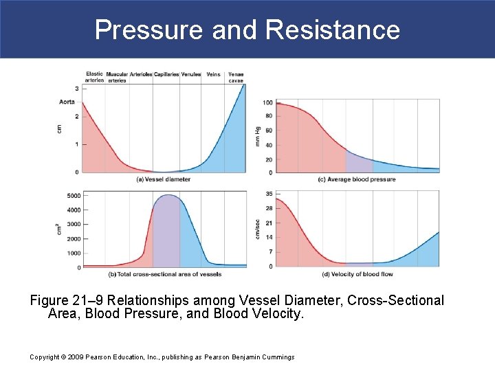 Pressure and Resistance Figure 21– 9 Relationships among Vessel Diameter, Cross-Sectional Area, Blood Pressure,