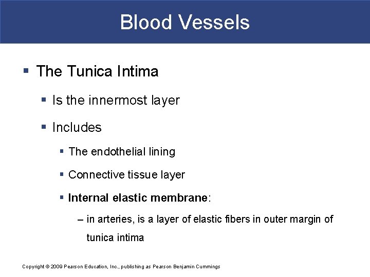 Blood Vessels § The Tunica Intima § Is the innermost layer § Includes §