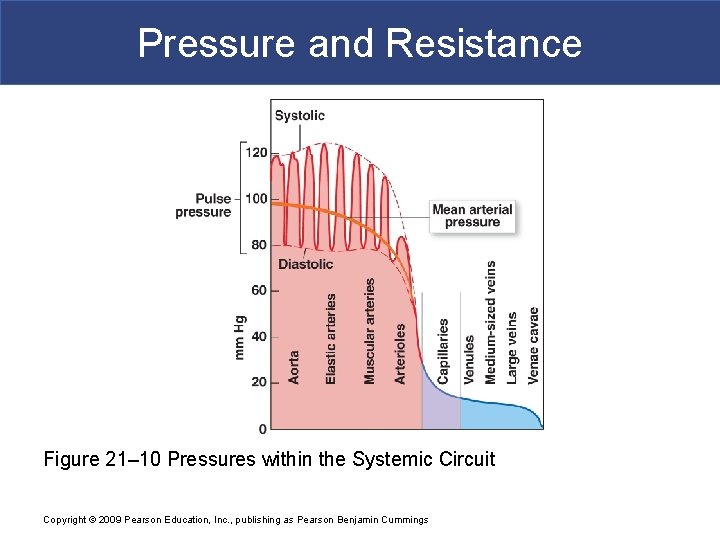 Pressure and Resistance Figure 21– 10 Pressures within the Systemic Circuit Copyright © 2009