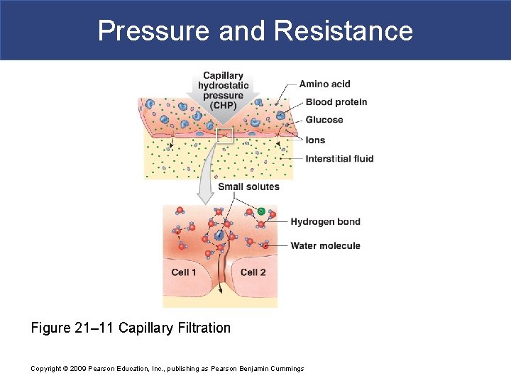 Pressure and Resistance Figure 21– 11 Capillary Filtration Copyright © 2009 Pearson Education, Inc.