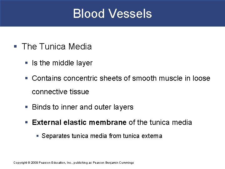 Blood Vessels § The Tunica Media § Is the middle layer § Contains concentric