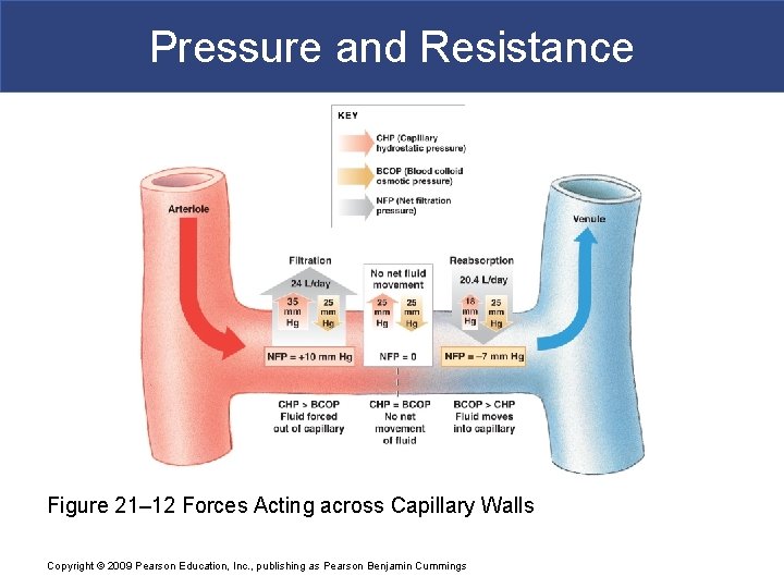 Pressure and Resistance Figure 21– 12 Forces Acting across Capillary Walls Copyright © 2009