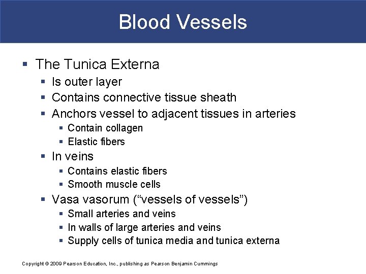 Blood Vessels § The Tunica Externa § Is outer layer § Contains connective tissue