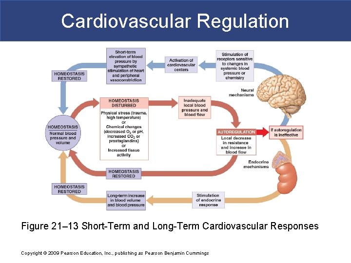 Cardiovascular Regulation Figure 21– 13 Short-Term and Long-Term Cardiovascular Responses Copyright © 2009 Pearson