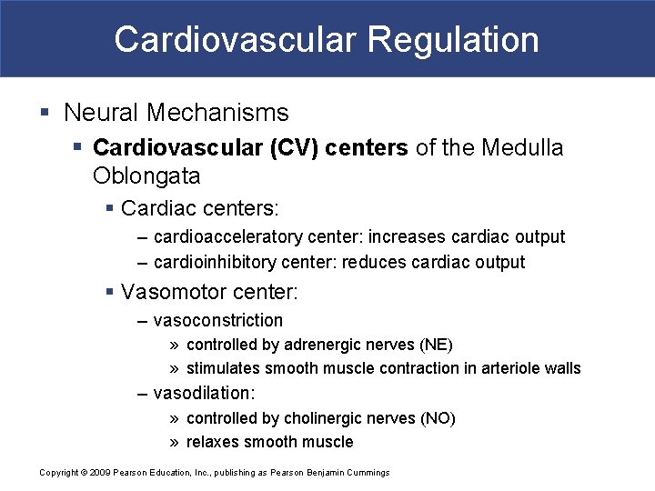 Cardiovascular Regulation § Neural Mechanisms § Cardiovascular (CV) centers of the Medulla Oblongata §