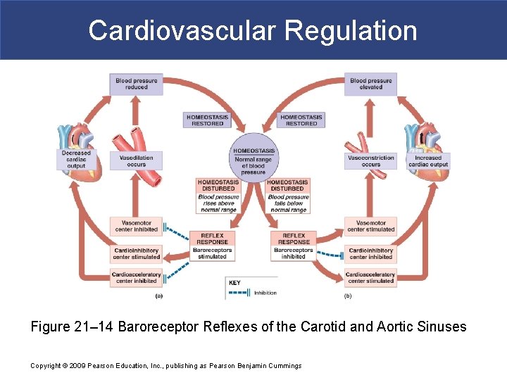 Cardiovascular Regulation Figure 21– 14 Baroreceptor Reflexes of the Carotid and Aortic Sinuses Copyright