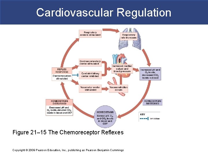 Cardiovascular Regulation Figure 21– 15 The Chemoreceptor Reflexes Copyright © 2009 Pearson Education, Inc.