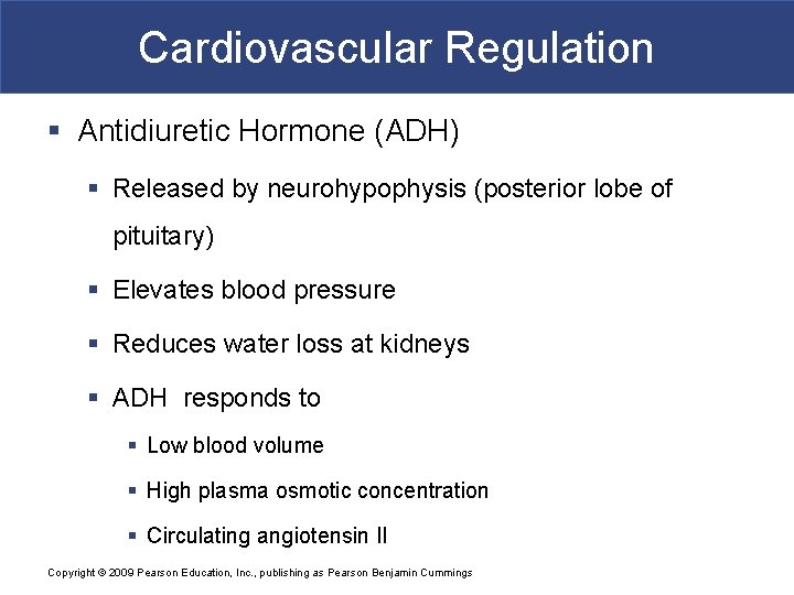 Cardiovascular Regulation § Antidiuretic Hormone (ADH) § Released by neurohypophysis (posterior lobe of pituitary)