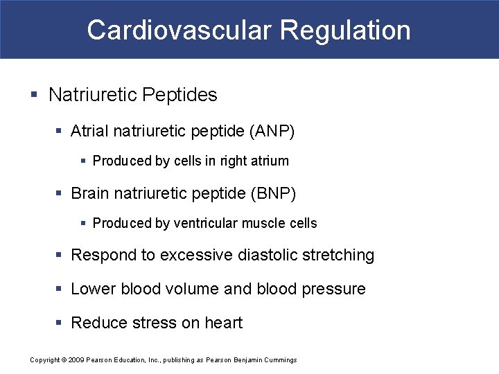 Cardiovascular Regulation § Natriuretic Peptides § Atrial natriuretic peptide (ANP) § Produced by cells