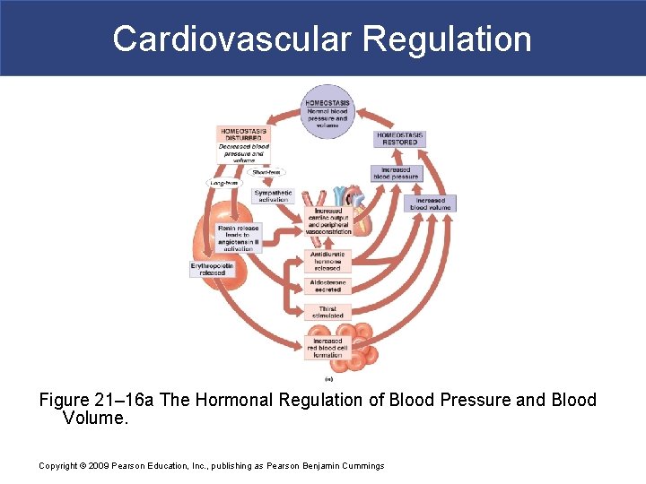 Cardiovascular Regulation Figure 21– 16 a The Hormonal Regulation of Blood Pressure and Blood