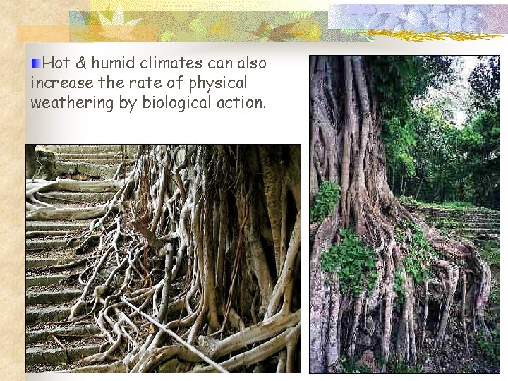 Hot & humid climates can also increase the rate of physical weathering by biological